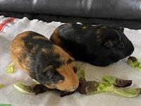 Meerschweinchen Paar m/w suchen ein Zuhause