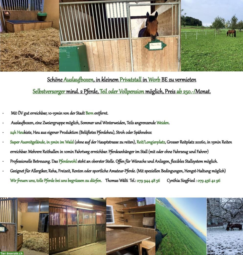 Vermieten Auslaufboxen in kleinem Privatstall in Worb BE