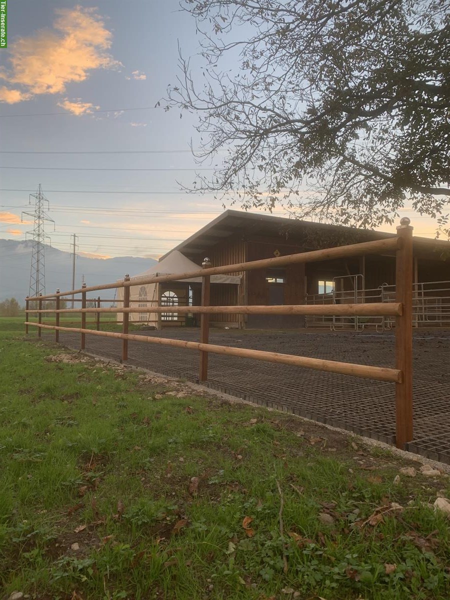 Bild 2: Islandpferdehof Olnbogi in Benken SG