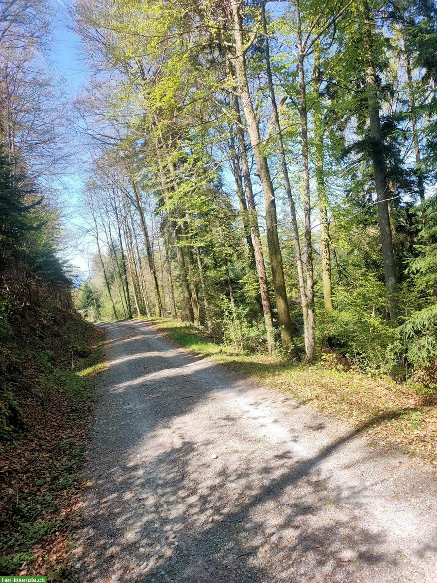 Bild 3: Islandpferdehof Olnbogi in Benken SG