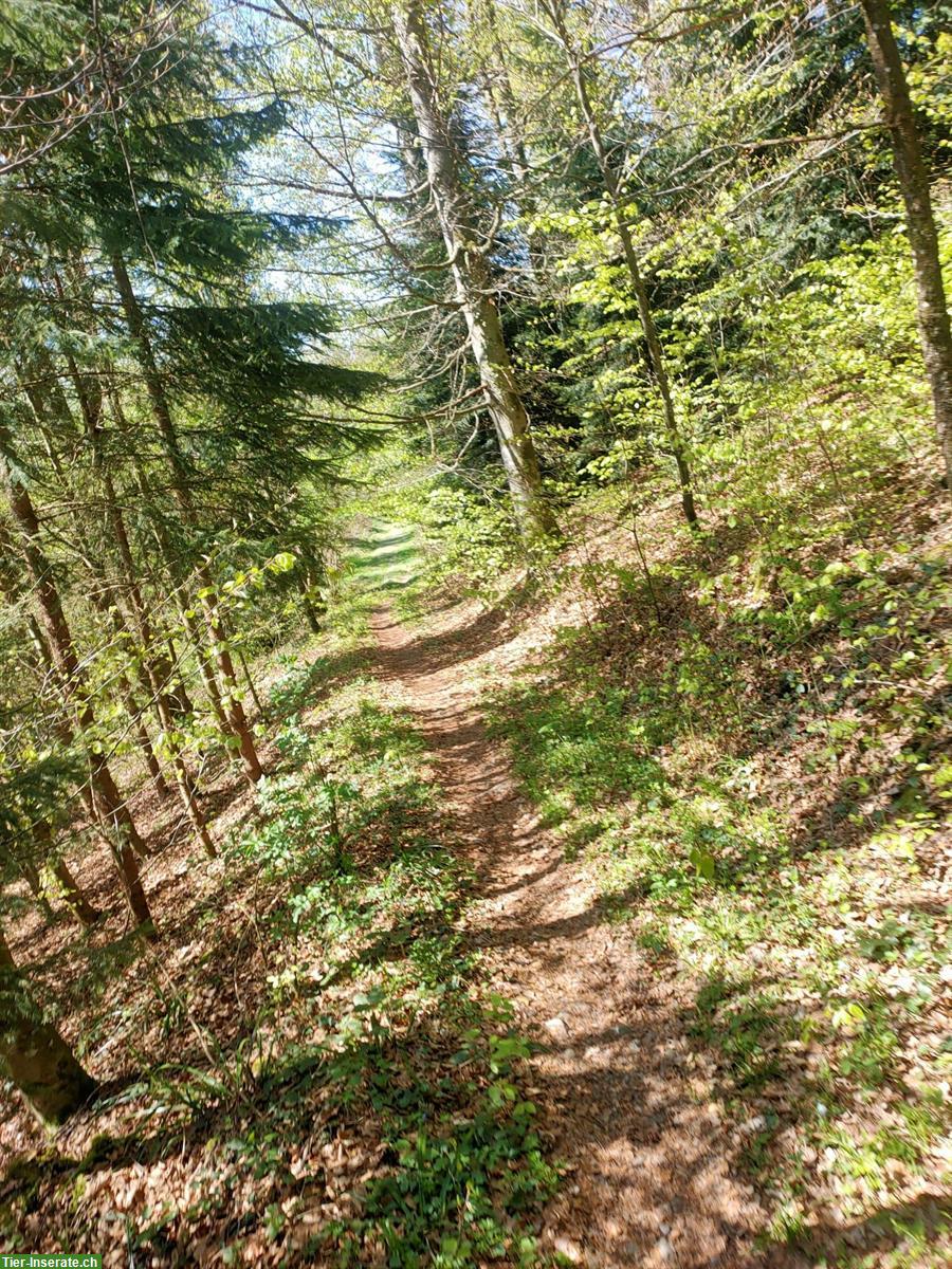 Bild 4: Islandpferdehof Olnbogi in Benken SG