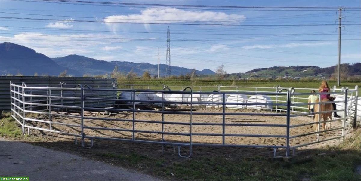 Bild 5: Islandpferdehof Olnbogi in Benken SG