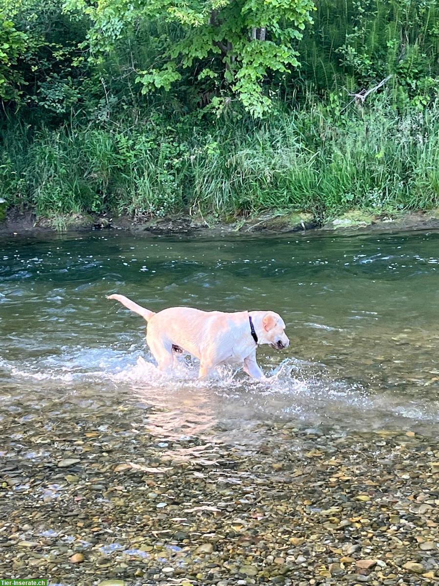 Bild 2: Labrador Rüde, 3 Jahre alt sucht ein Zuhause
