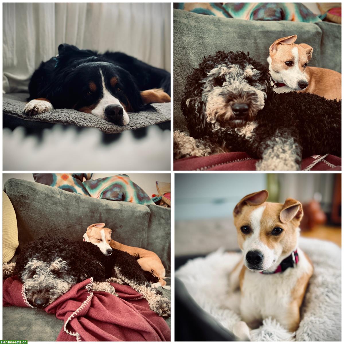 Bild 6: Bieten Hundebetreuung - Natürlich, umfassend und liebevoll