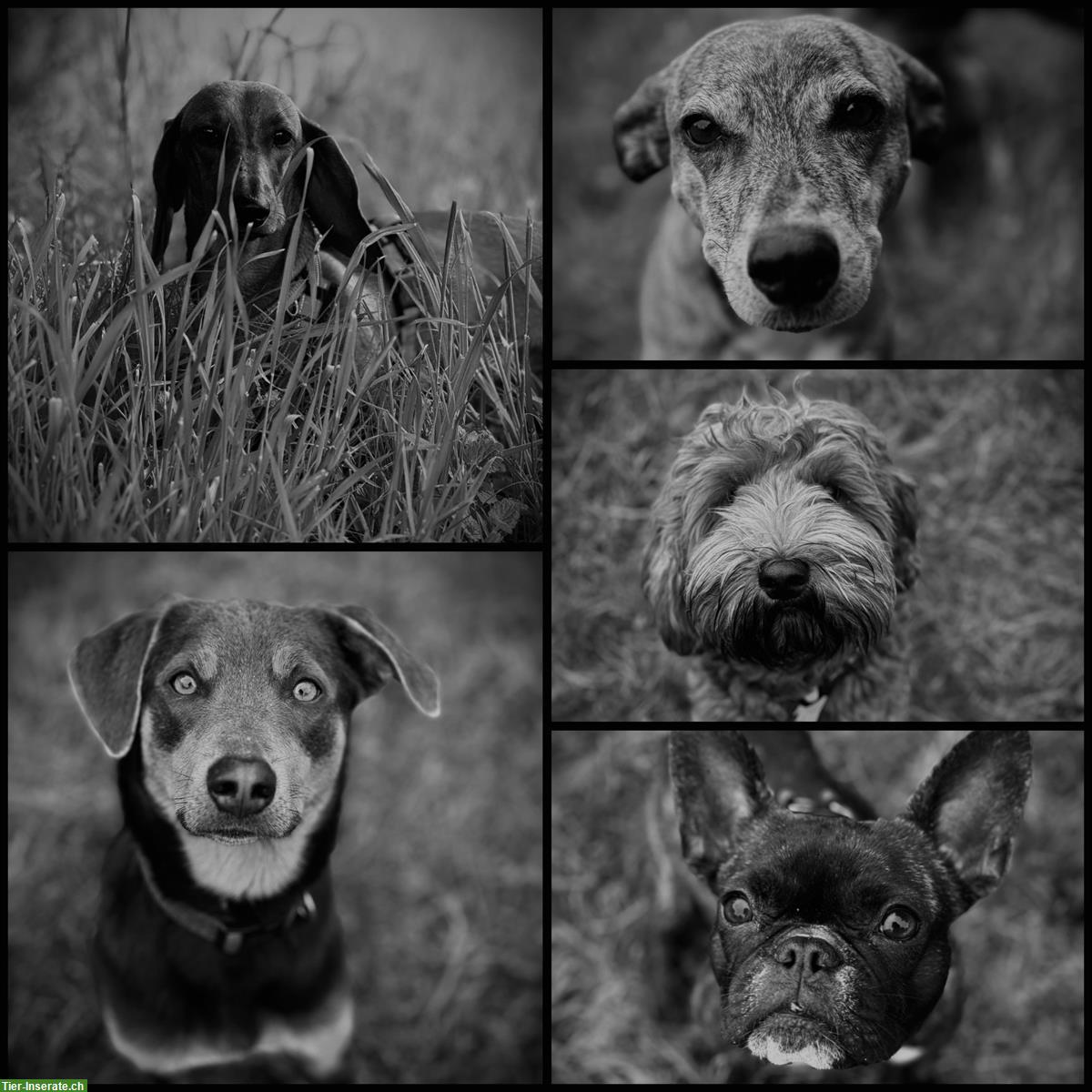 Bild 9: Bieten Hundebetreuung - Natürlich, umfassend und liebevoll
