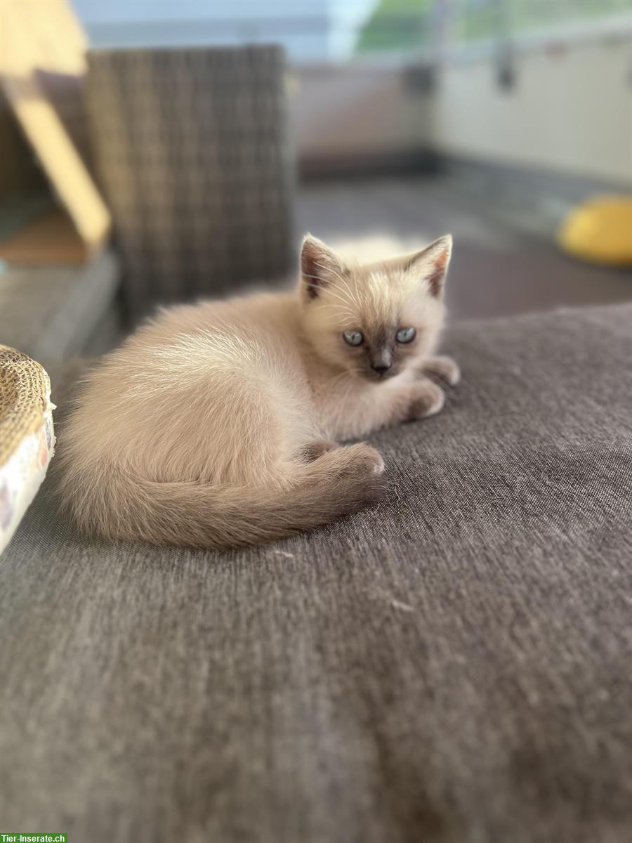 BKH Blue Point Kitten, männlich