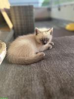 BKH Blue Point Kitten, männlich
