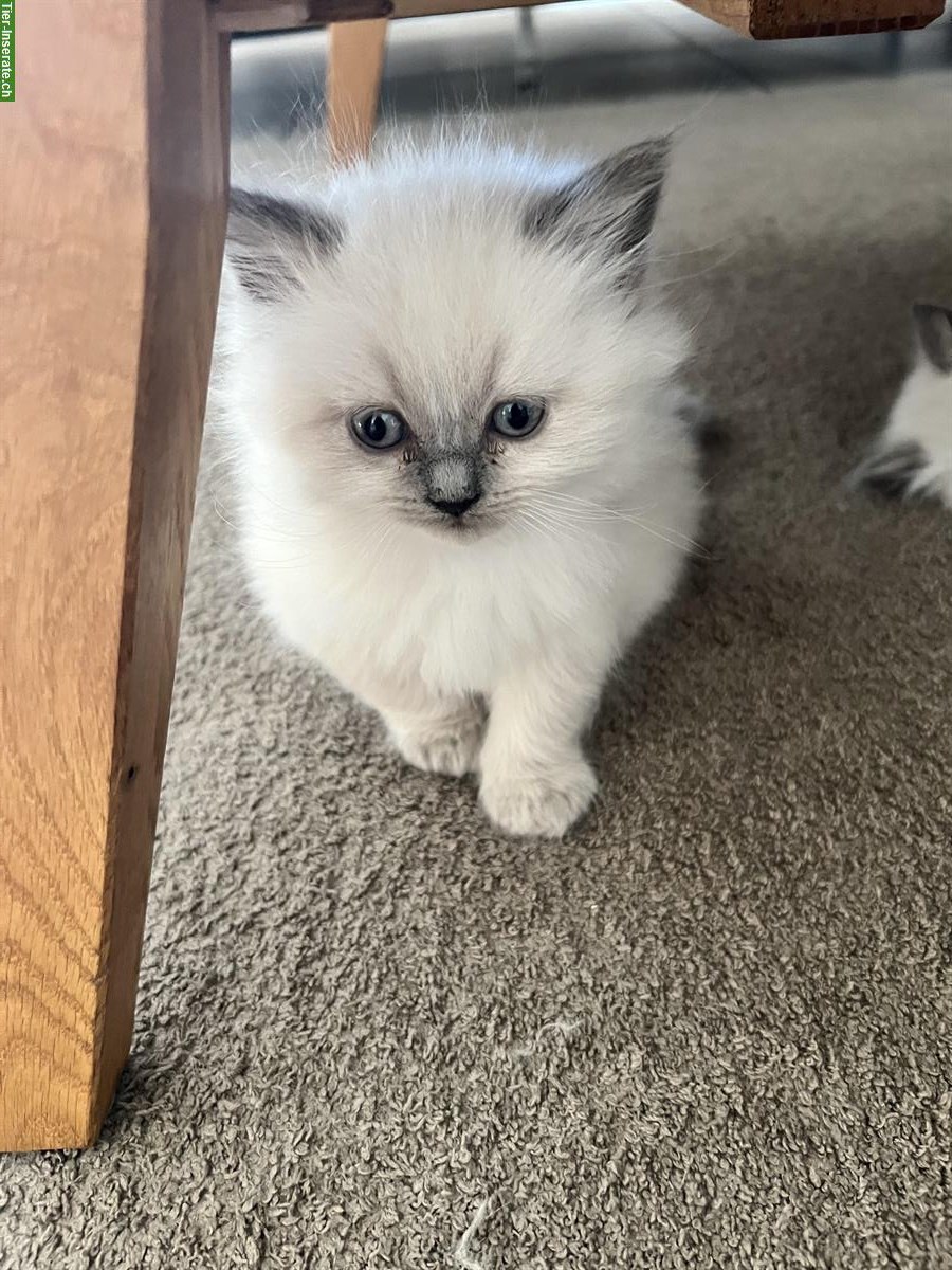 Bild 2: BKH Blue Point Kitten, männlich