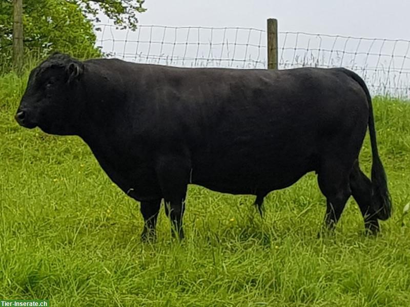 Dexter Stier, schwarz, hornlos, sehr zutraulich