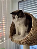 Ragdoll Katze, sehr braver Kater