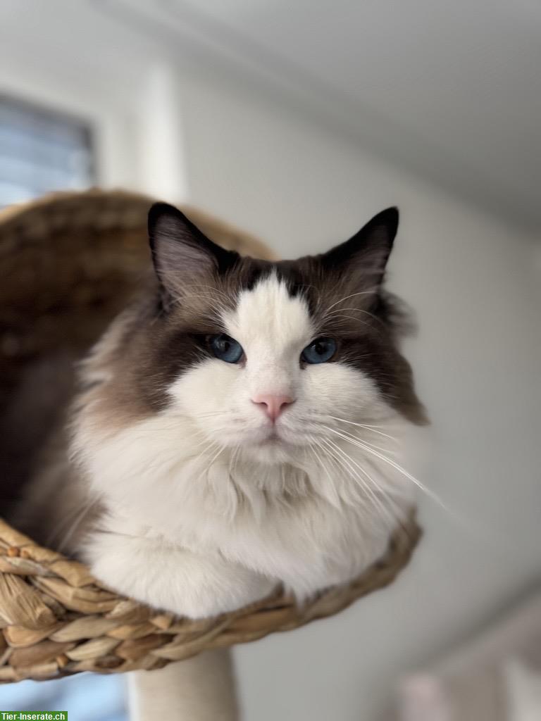 Bild 2: Ragdoll Katze, sehr braver Kater