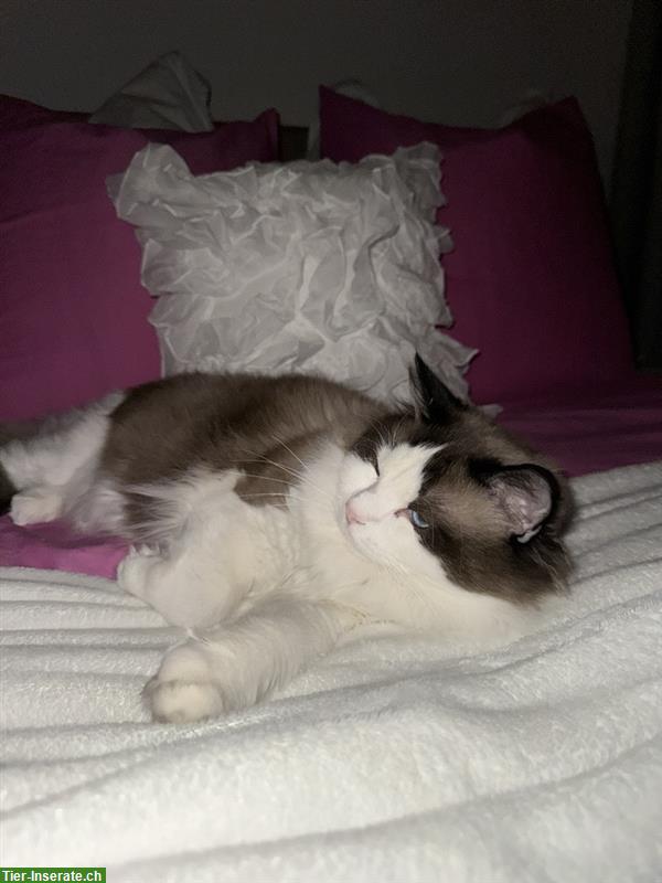 Bild 3: Ragdoll Katze, sehr braver Kater