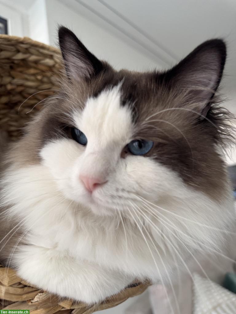 Bild 4: Ragdoll Katze, sehr braver Kater