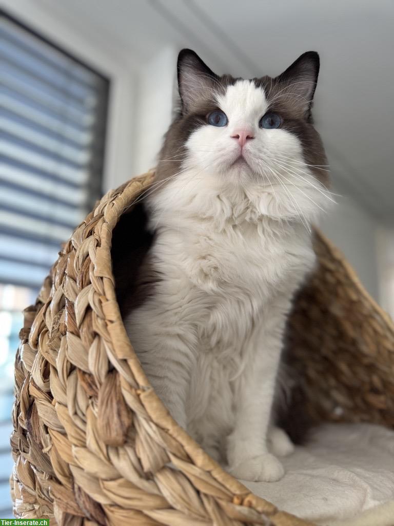 Bild 5: Ragdoll Katze, sehr braver Kater