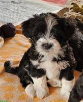 Maltipoo x Bolonka Geschwister suchen Ihre Herzensmenschen