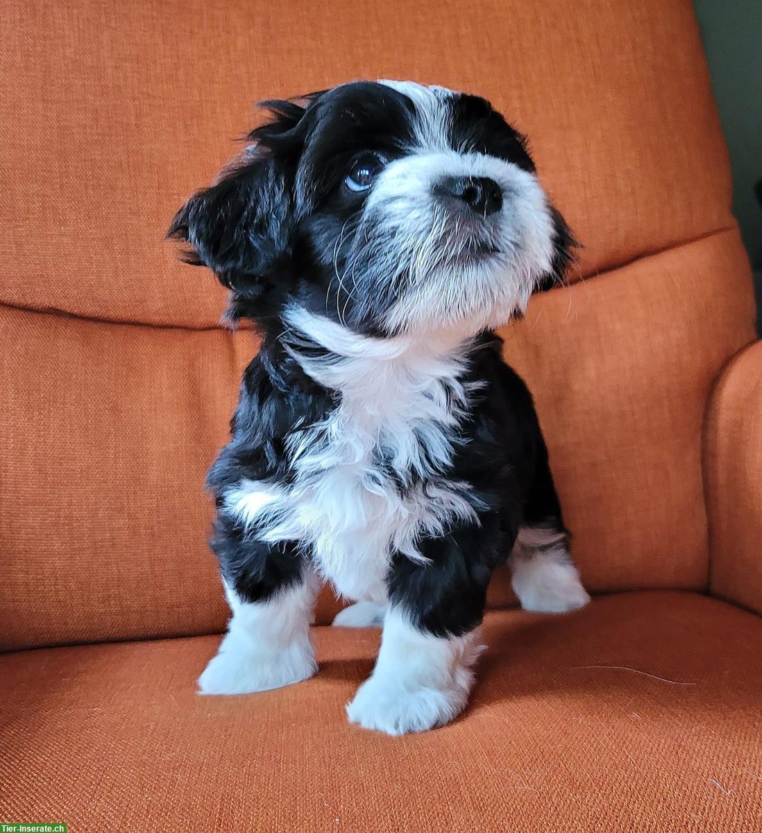 Bild 2: Maltipoo x Bolonka Geschwister suchen Ihre Herzensmenschen