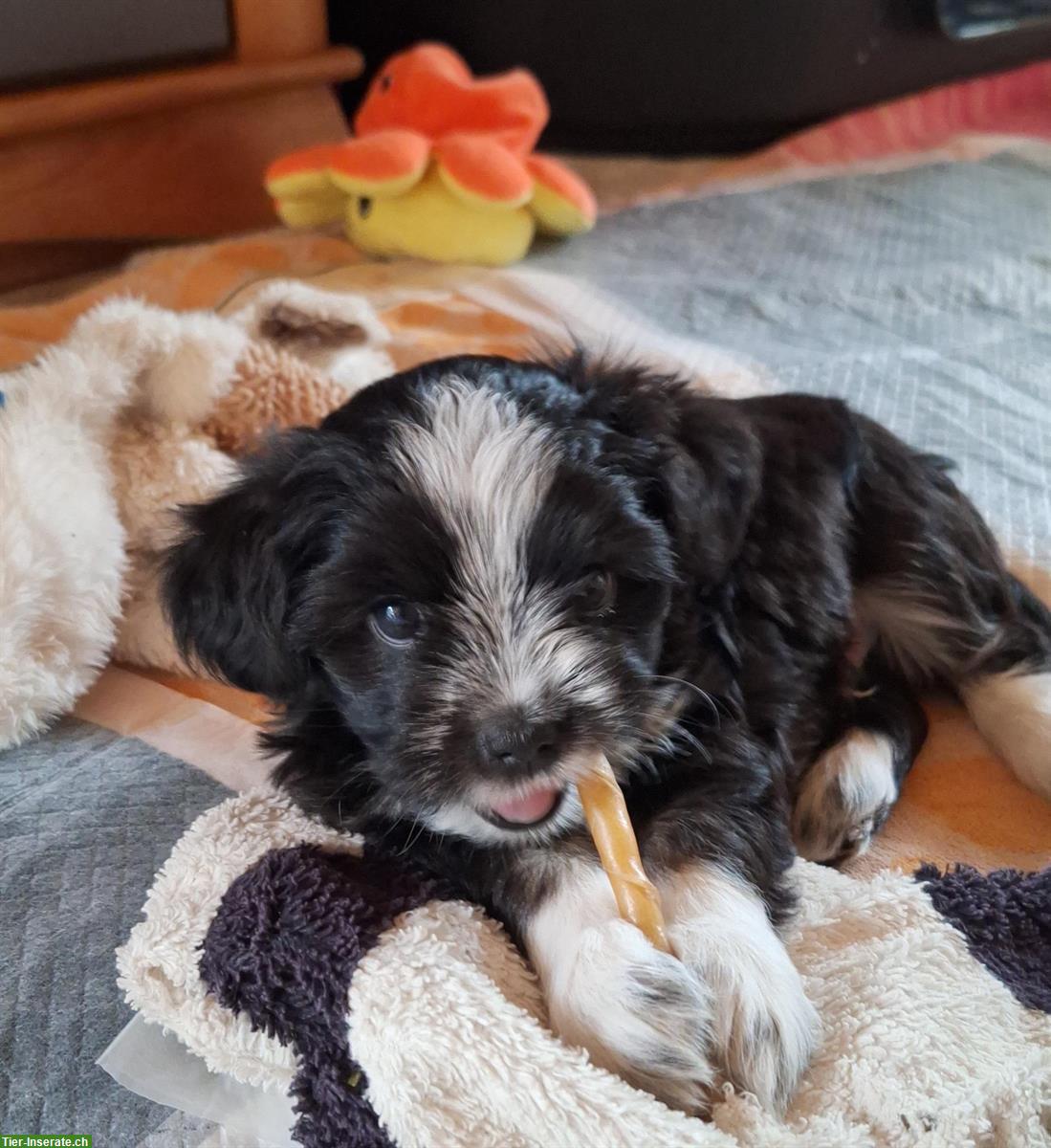 Bild 3: Maltipoo x Bolonka Geschwister suchen Ihre Herzensmenschen