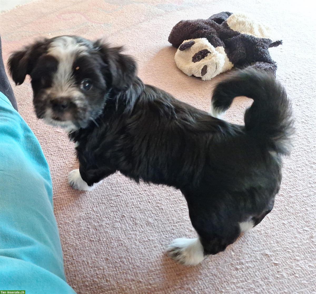 Bild 4: Maltipoo x Bolonka Geschwister suchen Ihre Herzensmenschen