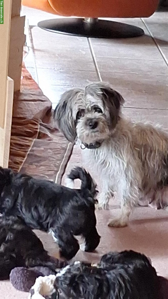 Bild 5: Maltipoo x Bolonka Geschwister suchen Ihre Herzensmenschen