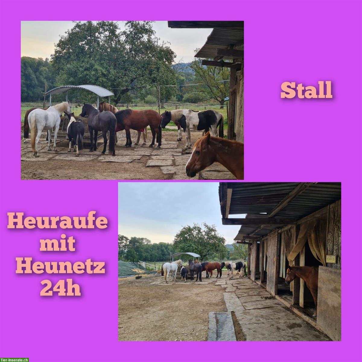 Bild 3: Vermieten Offenstallplatz im grenznahen Liebenswiller, Elsass