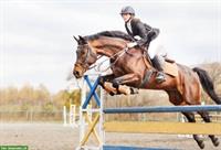 Verkauf: 6-jähriger Wallach braun, kopfklar – Allround-Talent
