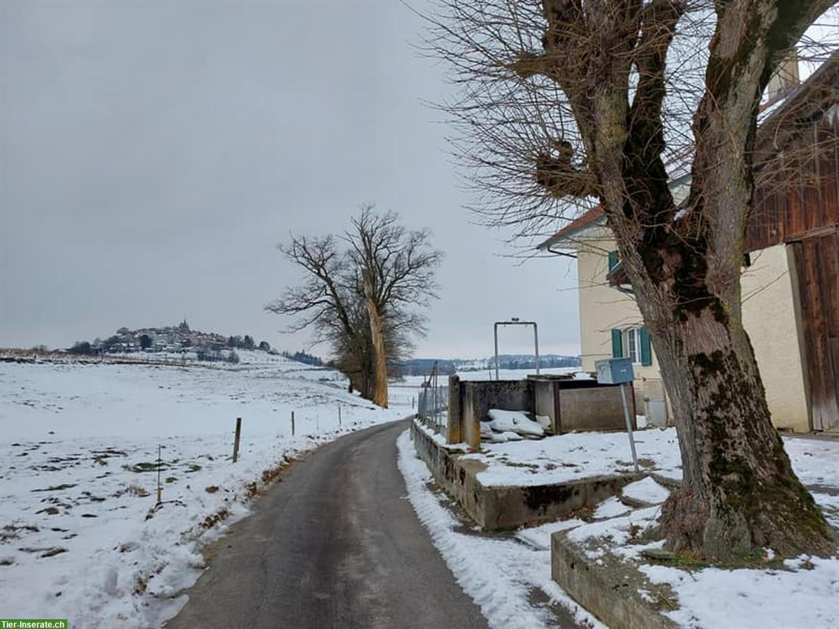 Bild 2: 6 Zimmer Haus mit Land und Ställe zu vermieten