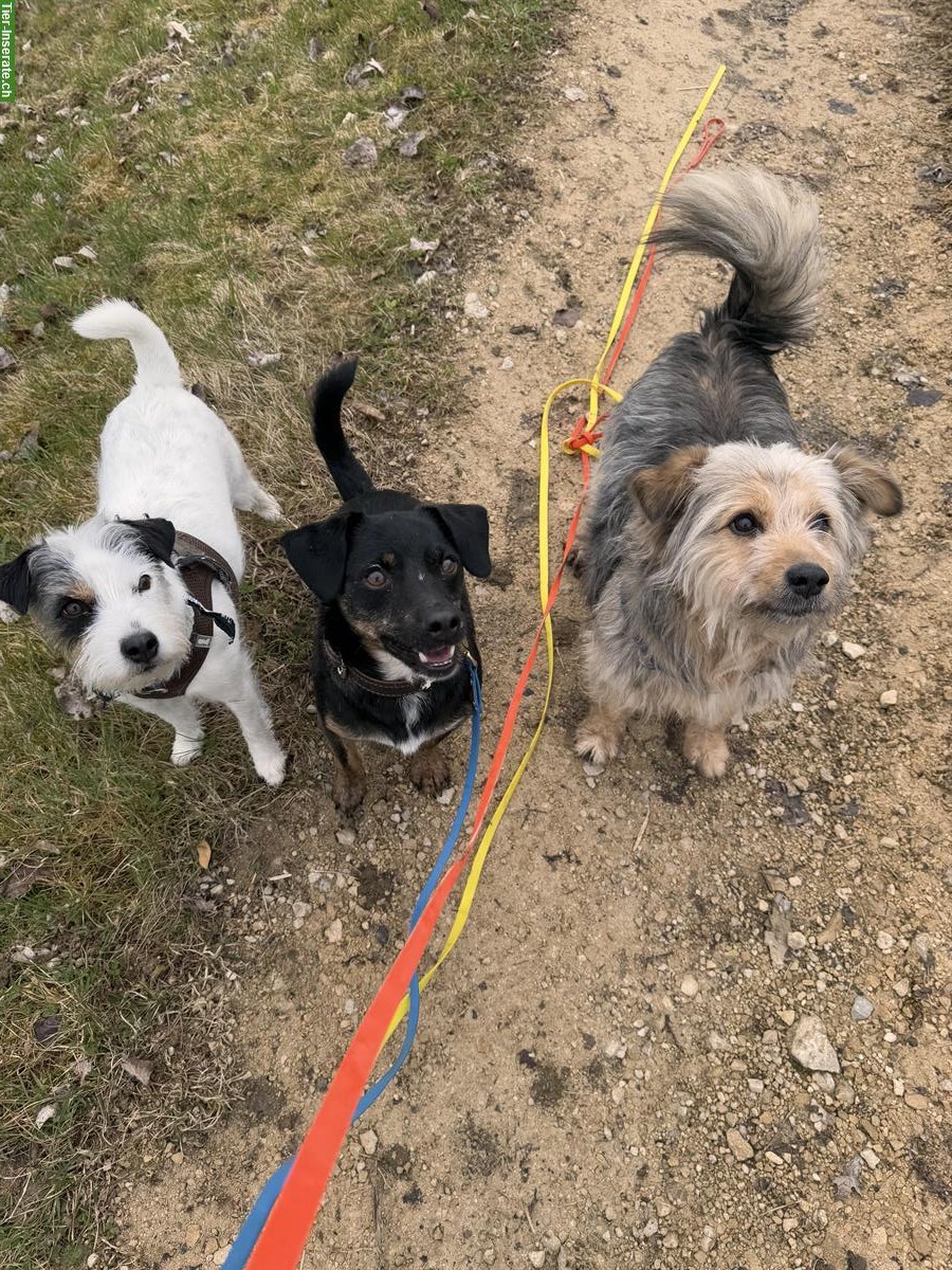 Bild 10: Gassiservice / Spazierdienst / Dogwalking mit Herz❤️ Baselland