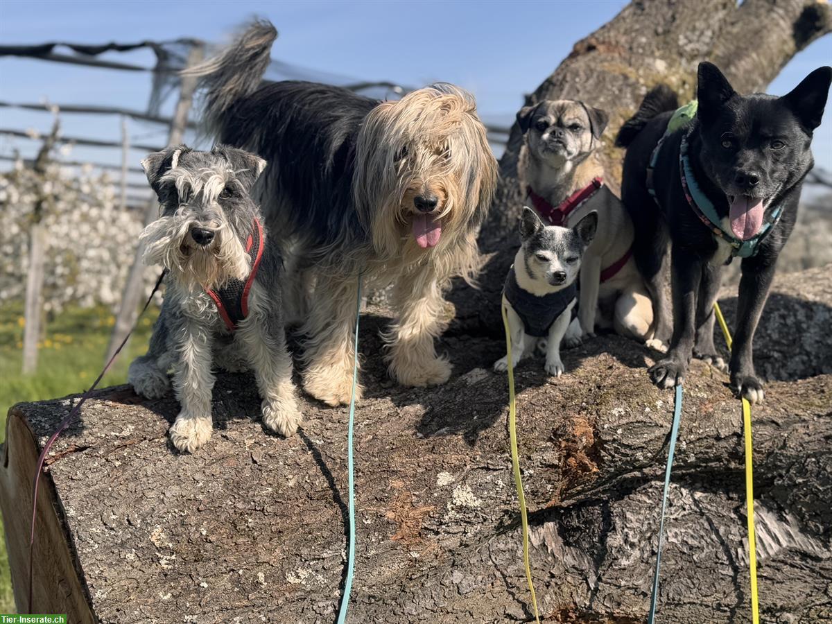 Bild 3: Gassiservice / Spazierdienst / Dogwalking mit Herz❤️ Baselland
