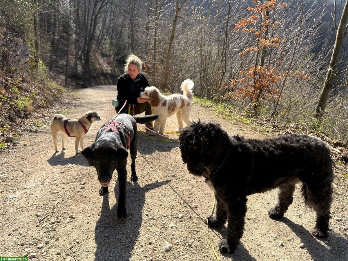 Bild 4: Gassiservice / Spazierdienst / Dogwalking mit Herz❤️ Baselland