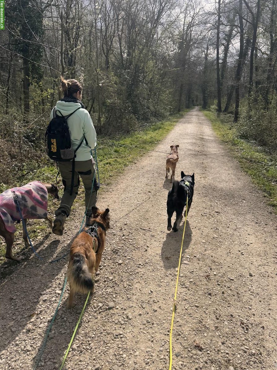 Bild 6: Gassiservice / Spazierdienst / Dogwalking mit Herz❤️ Baselland