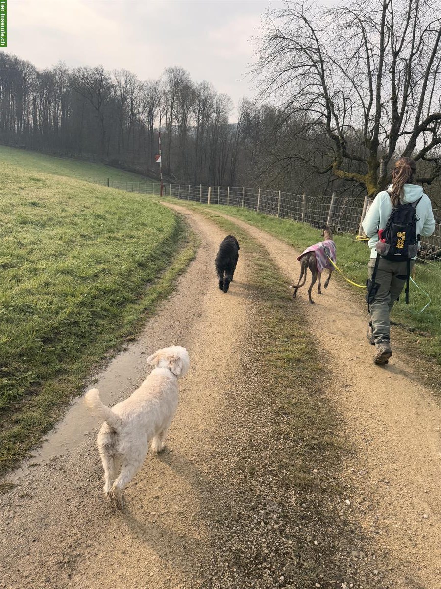 Bild 7: Gassiservice / Spazierdienst / Dogwalking mit Herz❤️ Baselland