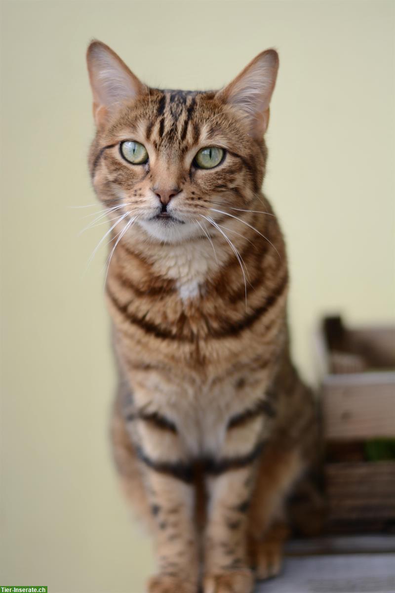 2 Hauskatzen 8 und 9 Jahre alt abzugeben