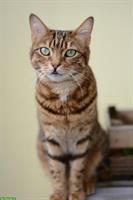 2 Hauskatzen 8 und 9 Jahre alt abzugeben