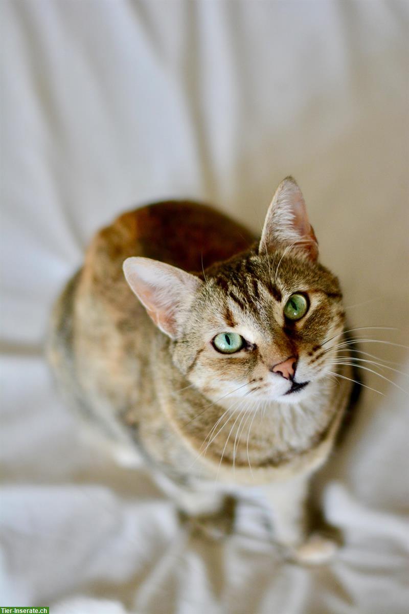 Bild 2: 2 Hauskatzen 8 und 9 Jahre alt abzugeben