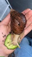 Achatschnecken, Lissachatina Fulica zu verkaufen