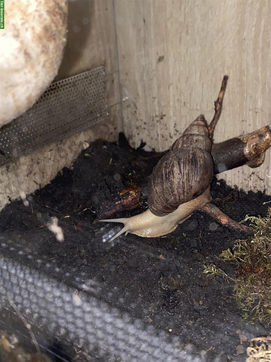 Bild 2: Achatschnecken, Lissachatina Fulica zu verkaufen