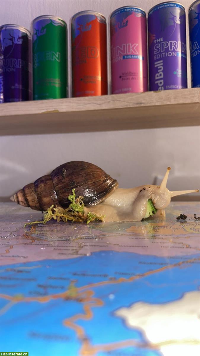 Bild 3: Achatschnecken, Lissachatina Fulica zu verkaufen