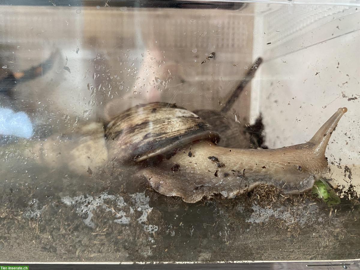 Bild 4: Achatschnecken, Lissachatina Fulica zu verkaufen