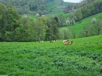 Sommerweide für Rinder in Kienberg SO