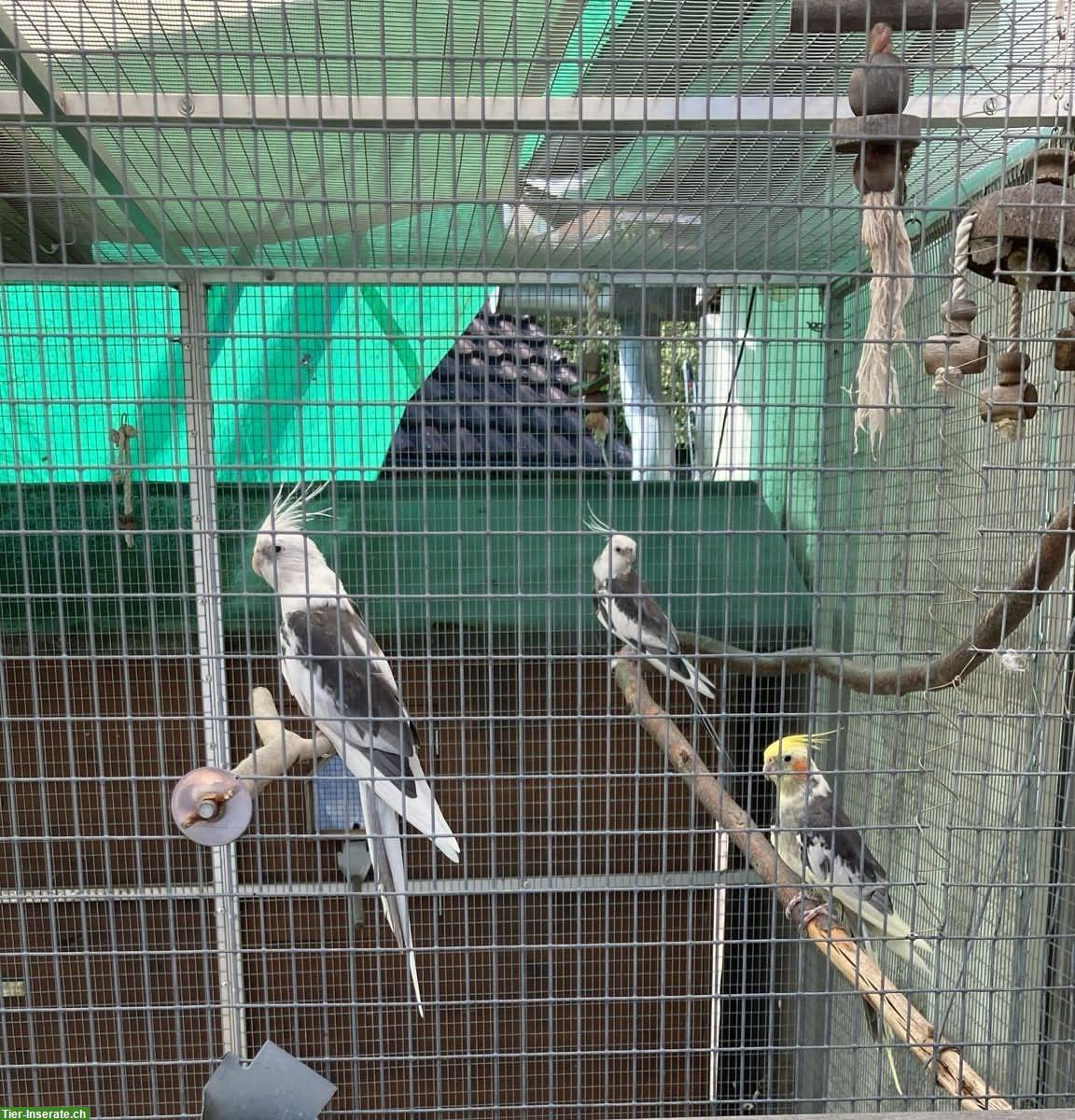 3 weibliche Nymphensittiche GESUCHT