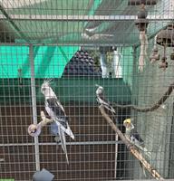 3 weibliche Nymphensittiche GESUCHT