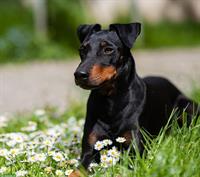 Manchester Terrier Deckrüde mit Schweizer Stammbaum