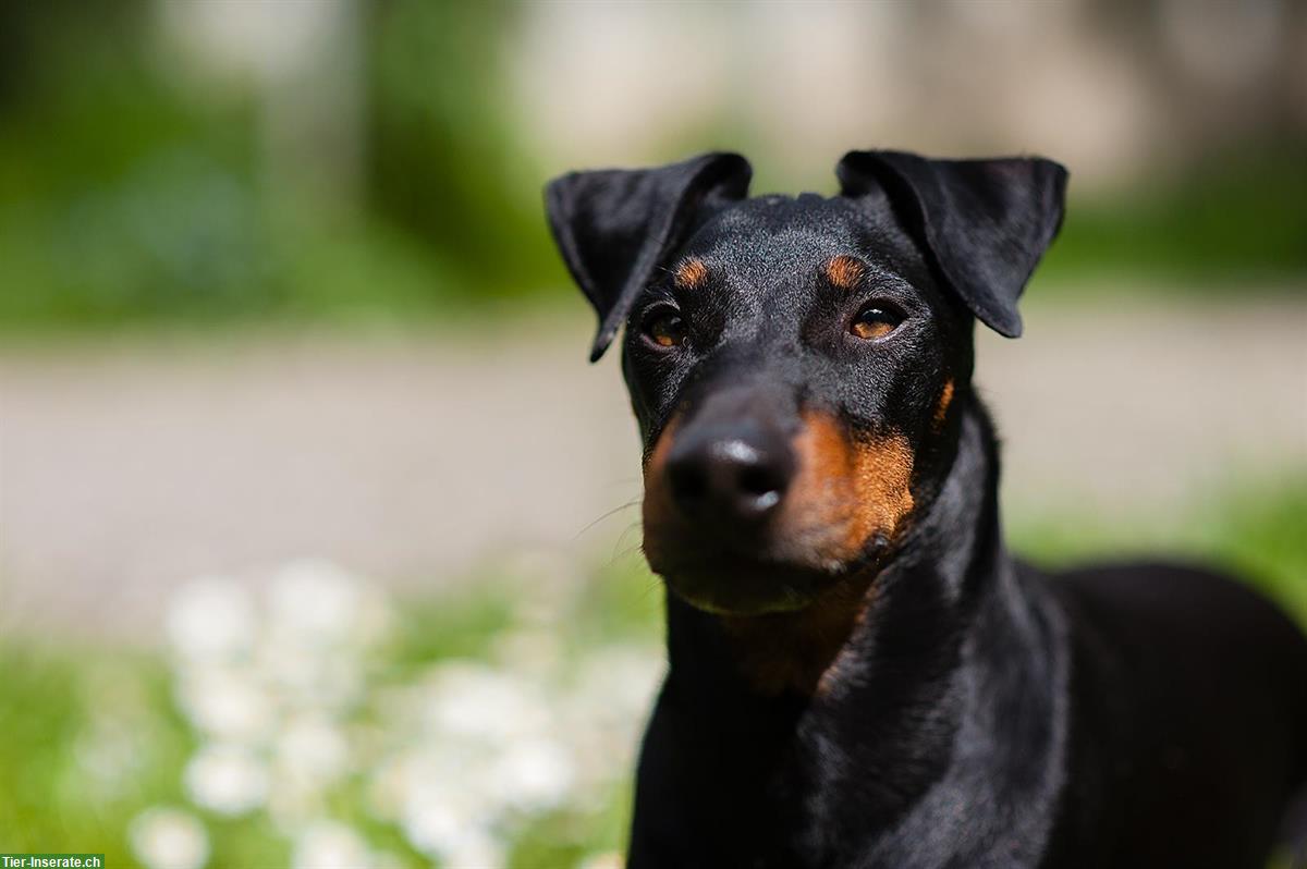 Bild 2: Manchester Terrier Deckrüde mit Schweizer Stammbaum