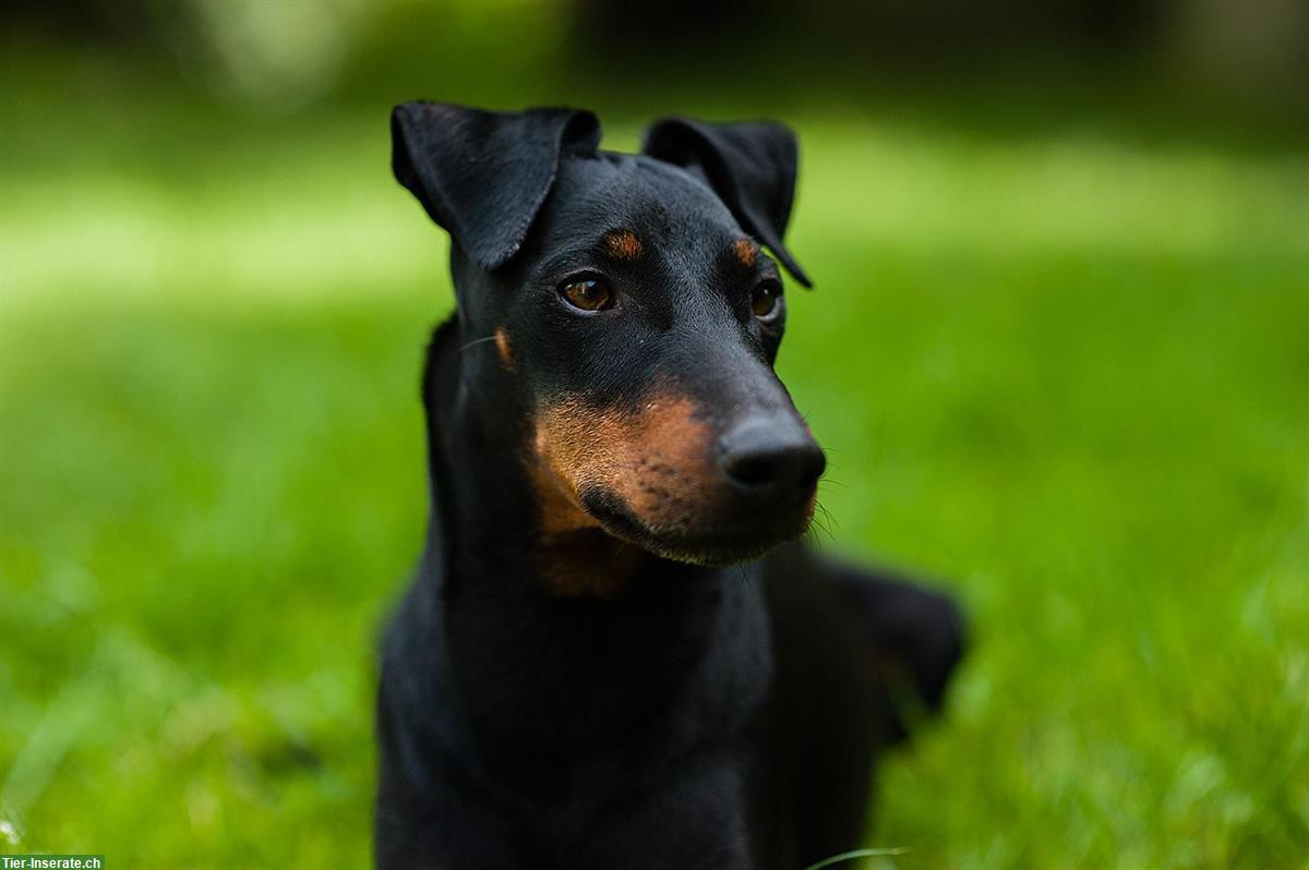 Bild 3: Manchester Terrier Deckrüde mit Schweizer Stammbaum