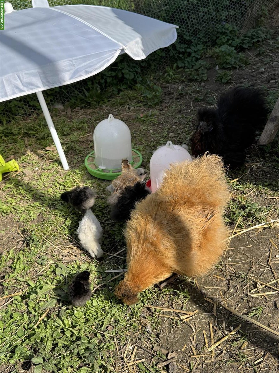 Seidenhuhn Küken abzugeben