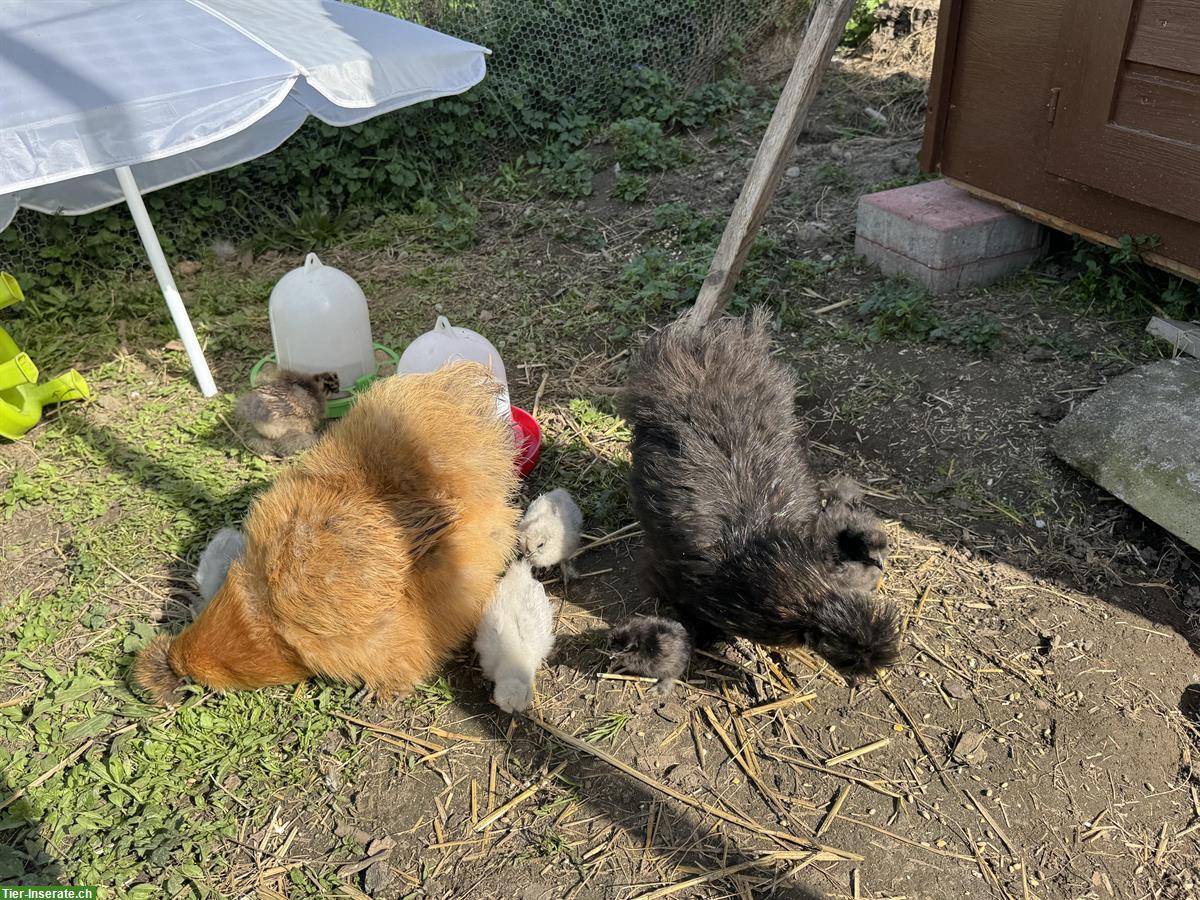 Bild 2: Seidenhuhn Küken abzugeben