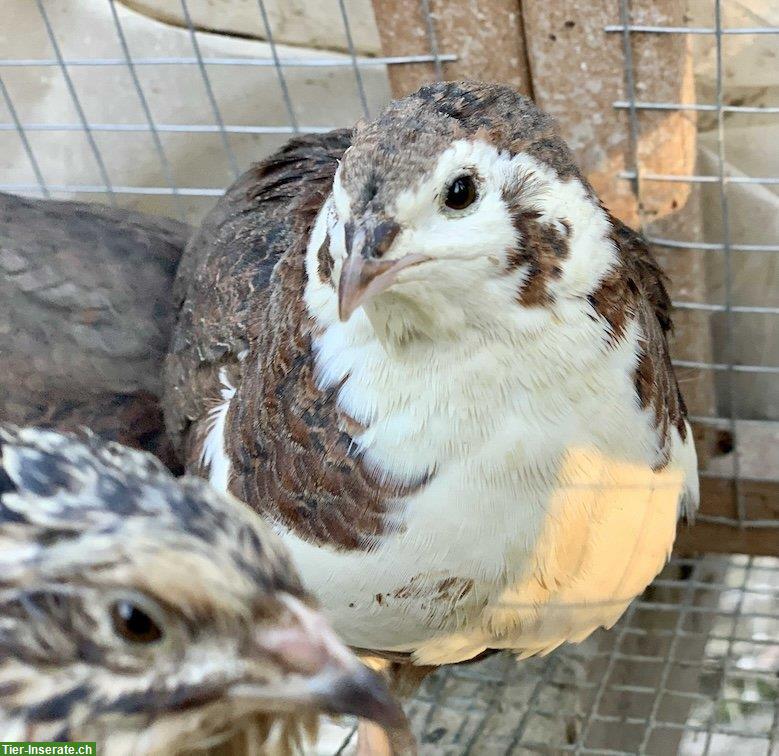 Hübsche Celadon Wachteln w & m zu vergeben