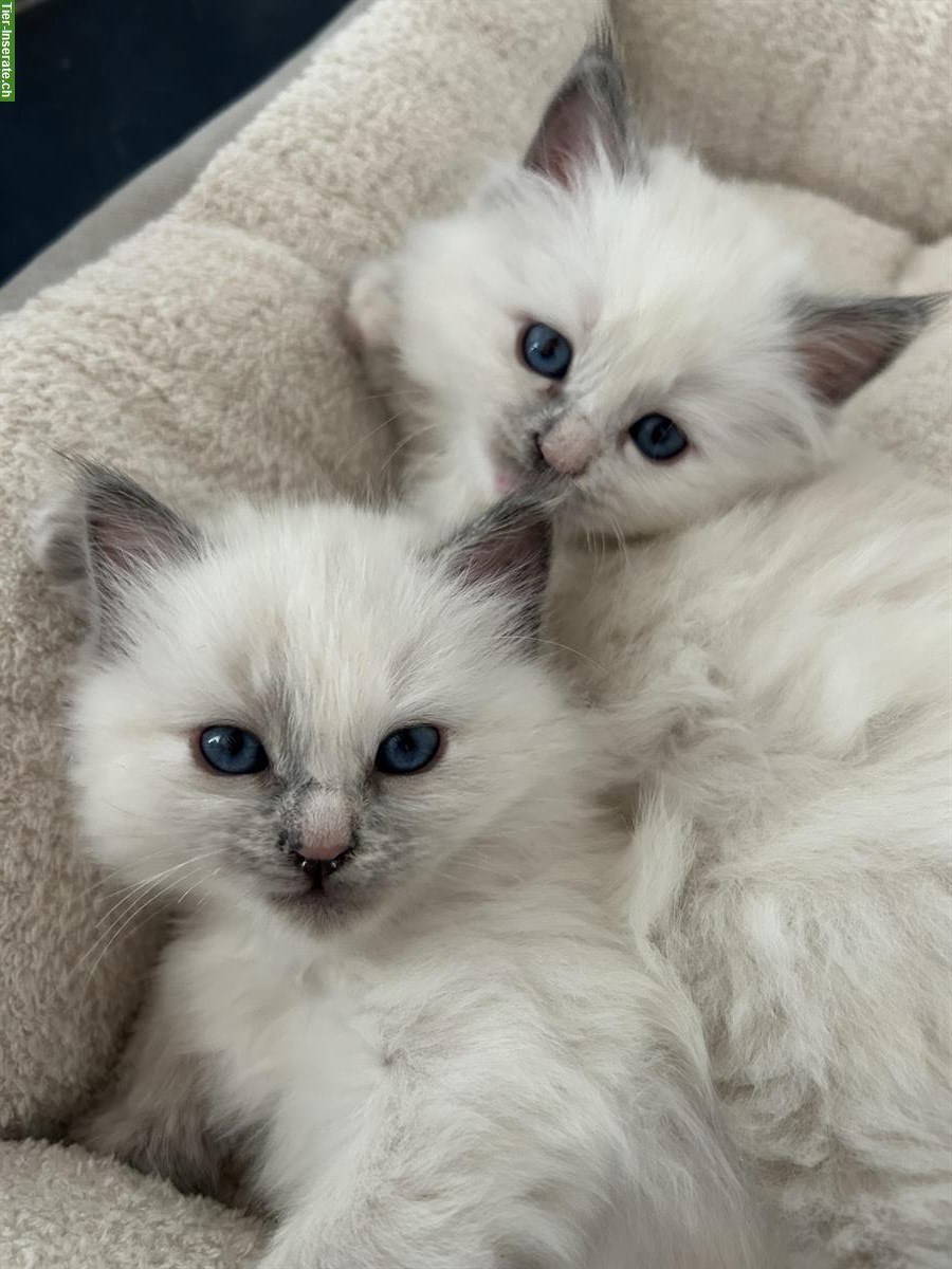 Tortie Birma Kätzchen sind bereit für ihr neues Zuhause