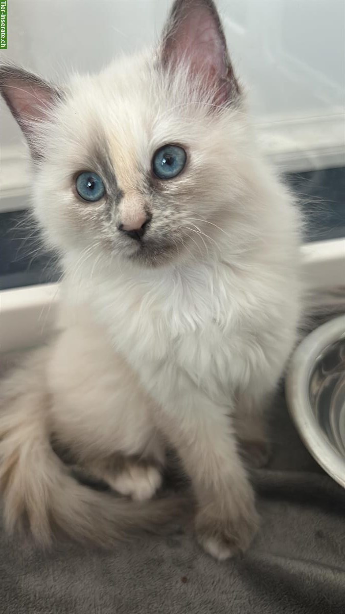 Bild 2: Tortie Birma Kätzchen sind bereit für ihr neues Zuhause
