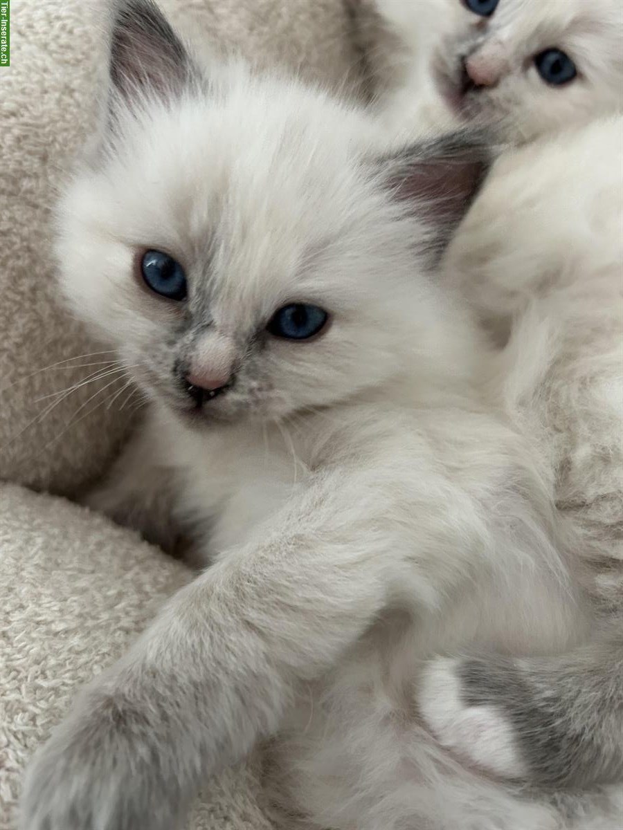 Bild 3: Tortie Birma Kätzchen sind bereit für ihr neues Zuhause